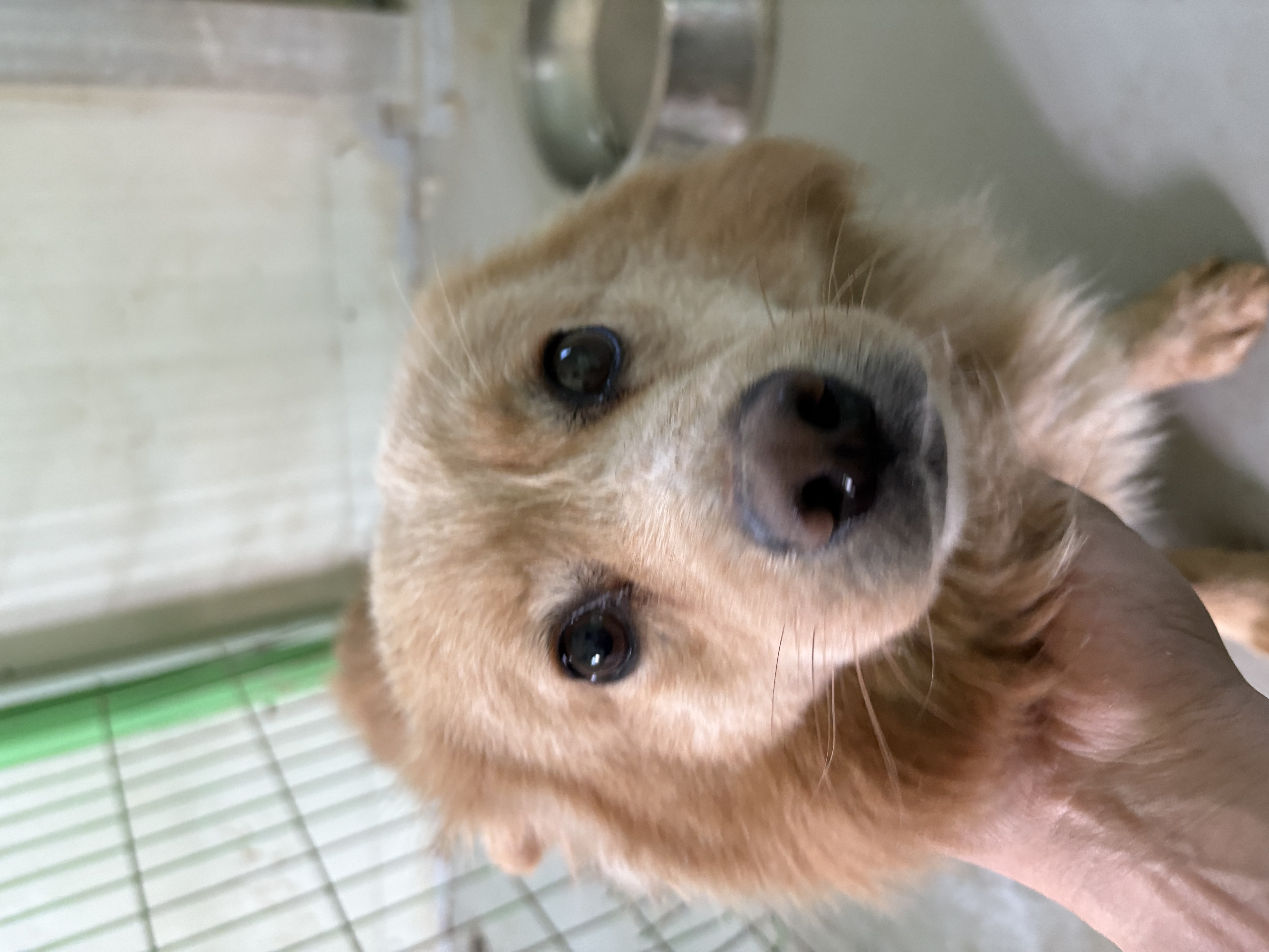 더나은동물병원_445478202500268